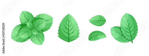 Minimalistic Mint Leaves or Mint Leaf Peppermint, Mint Flavour or Mint Logo Herb Nature Botanical in Vector Illustration