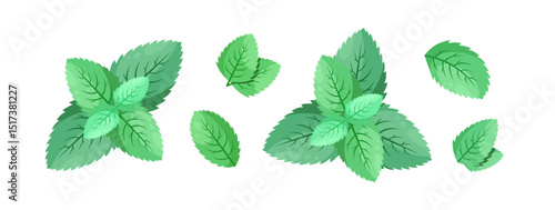 Minimalistic Mint Leaves or Mint Leaf Peppermint, Mint Flavour or Mint Logo Herb Nature Botanical in Vector Illustration