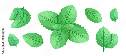 Minimalistic Mint Leaves or Mint Leaf Peppermint, Mint Flavour or Mint Logo Herb Nature Botanical in Vector Illustration