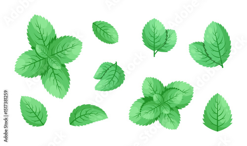 Minimalistic Mint Leaves or Mint Leaf Peppermint, Mint Flavour or Mint Logo Herb Nature Botanical in Vector Illustration