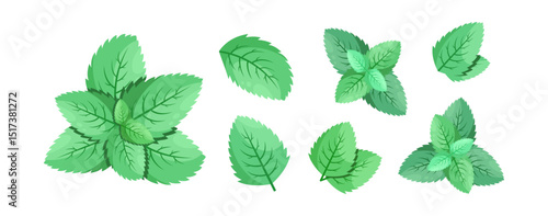 Minimalistic Mint Leaves or Mint Leaf Peppermint, Mint Flavour or Mint Logo Herb Nature Botanical in Vector Illustration