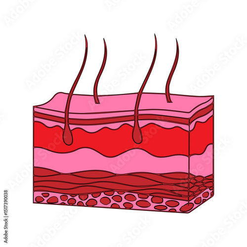 human skin layers