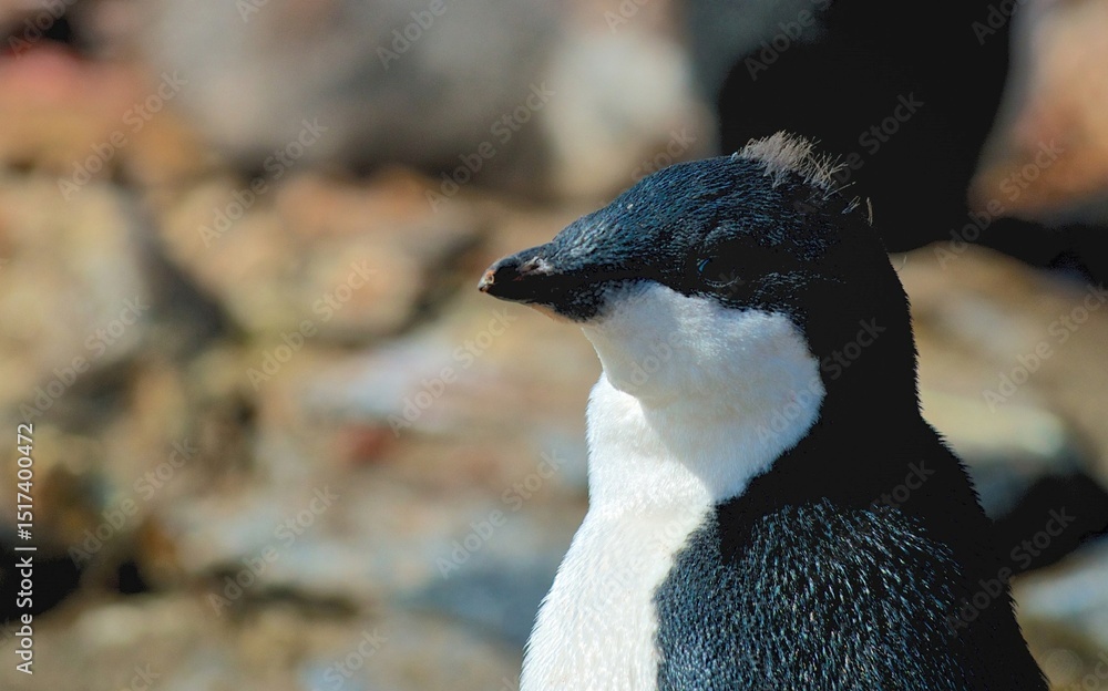 Naklejka premium Grace in the Ice: The World of the Adélie Penguin