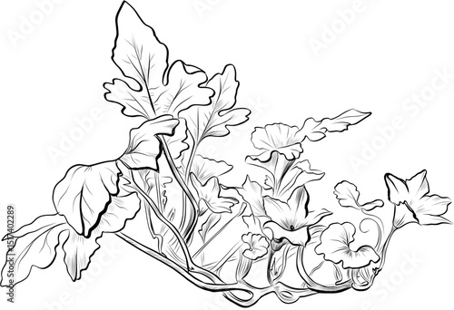 Blooming zucchini bush with leaves vector