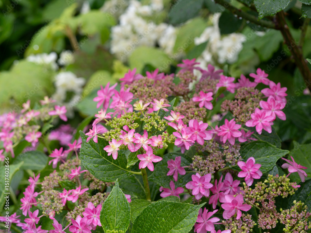 Obraz premium 雨に濡れた額紫陽花の花
