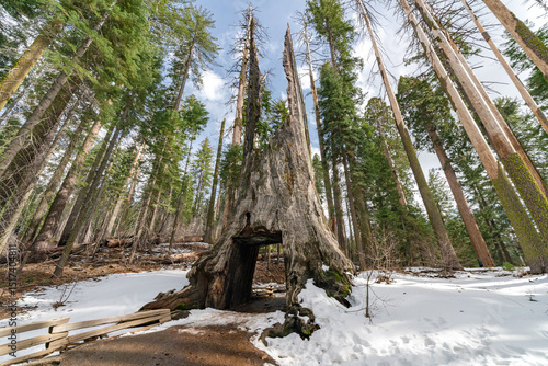 Secuoya en parque nacional