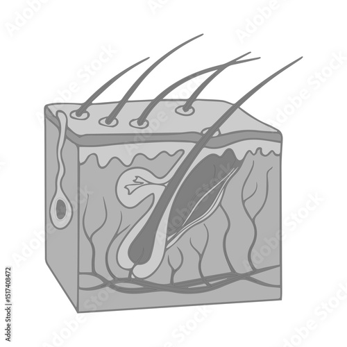 human skin layers