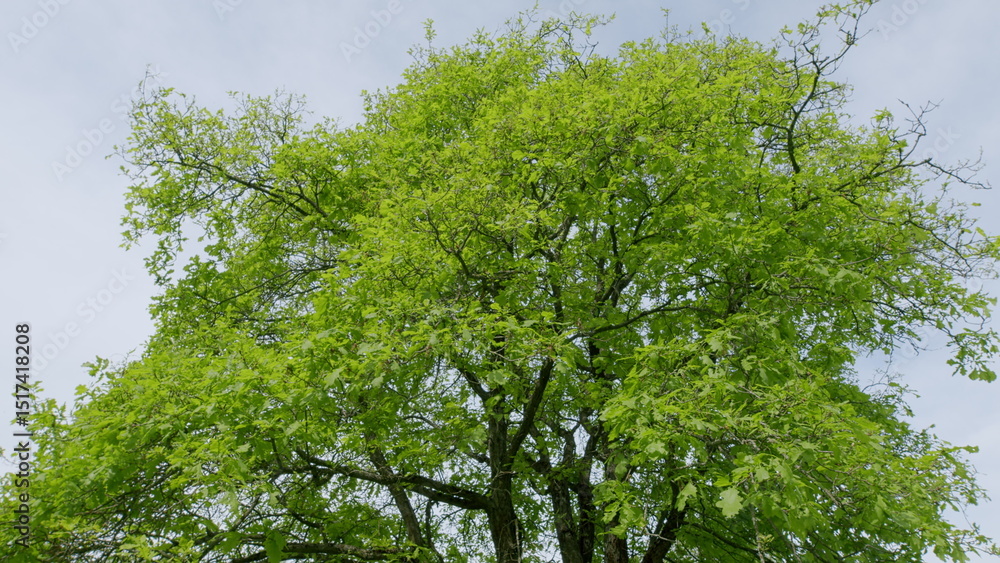 Fototapeta premium A Beautiful Lush Green Tree Canopy Stretching Against a Bright and Clear Blue Sky Above