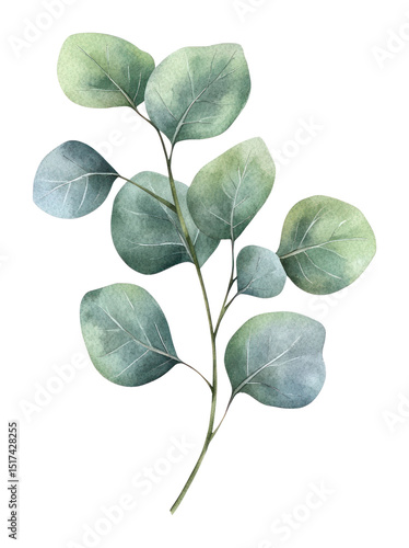 PNG Eucalyptus leave branche illustration watercolor botanical.