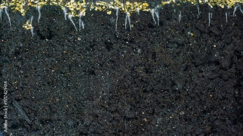 Time-lapse of grass roots growing in soil, showcasing underground plant development and root structure