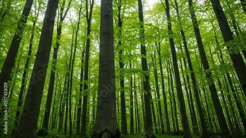 Lush Green Forest Canopy with Tall Trees Ascending in a Serene Natural Environment Bathed in Sunlight