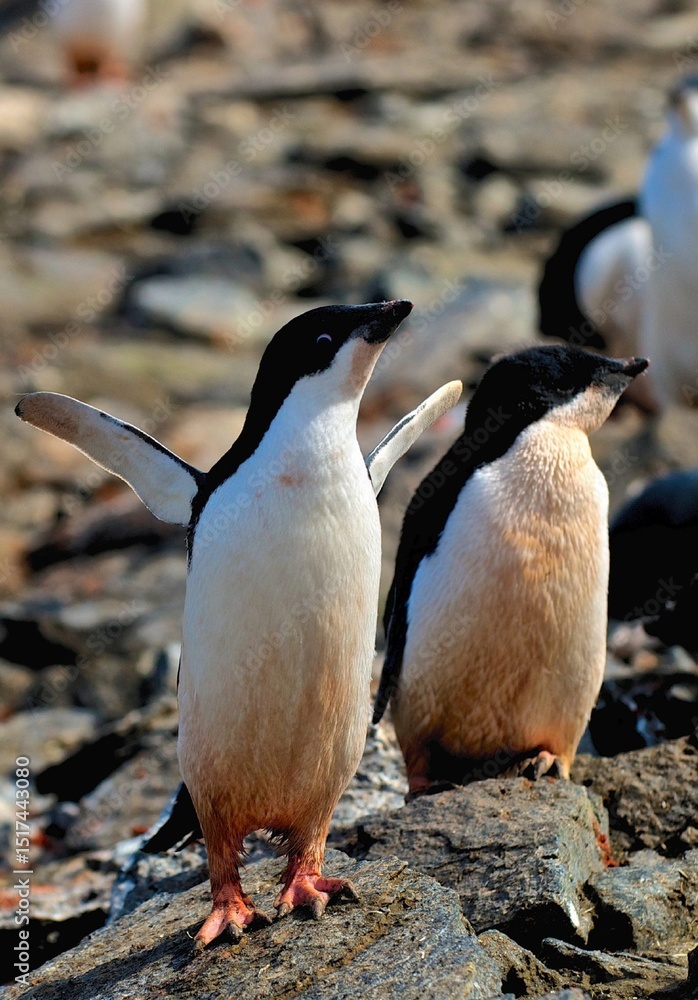 Fototapeta premium Grace in the Ice: The World of the Adélie Penguin