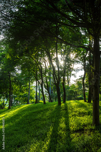forest park