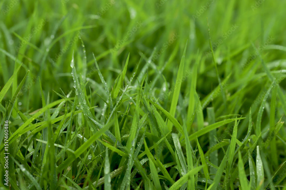 Obraz premium Green Grass background at football field