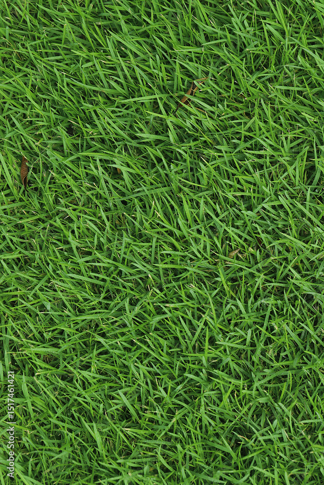 Green Grass background at football field Green Grass background at football field