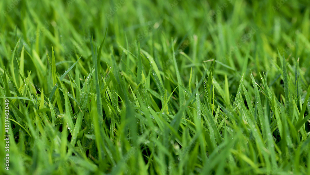 Green Grass background at football field Green Grass background at football field