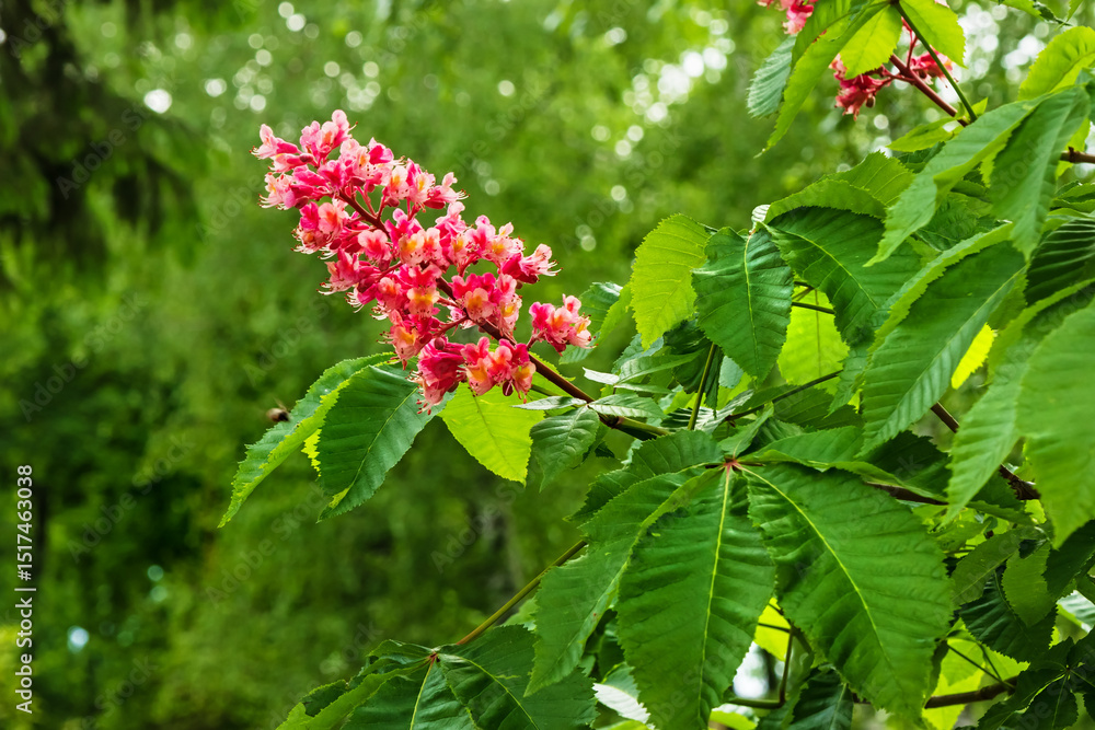 Red horse-chestnut blossom in the garden. Aesculus carnea is a medium-sized tree, an artificial hybrid between A. pavia (red buckeye) and A. hippocastanum. Close-up of the pink inflor Red horse-chestnut blossom in the garden. Aesculus carnea is a medium-sized tree, an artificial hybrid between A. pavia (red buckeye) and A. hippocastanum. Close-up of the pink inflor