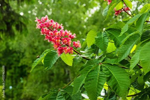Foto Red horse-chestnut blossom in the garden