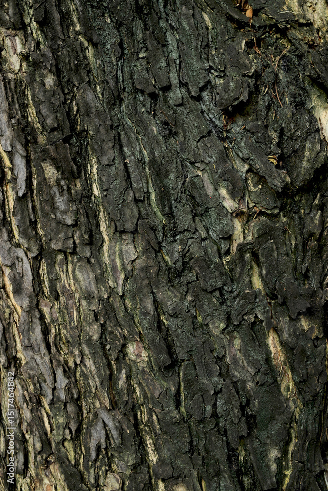 Obraz premium Black tree bark natural texture background