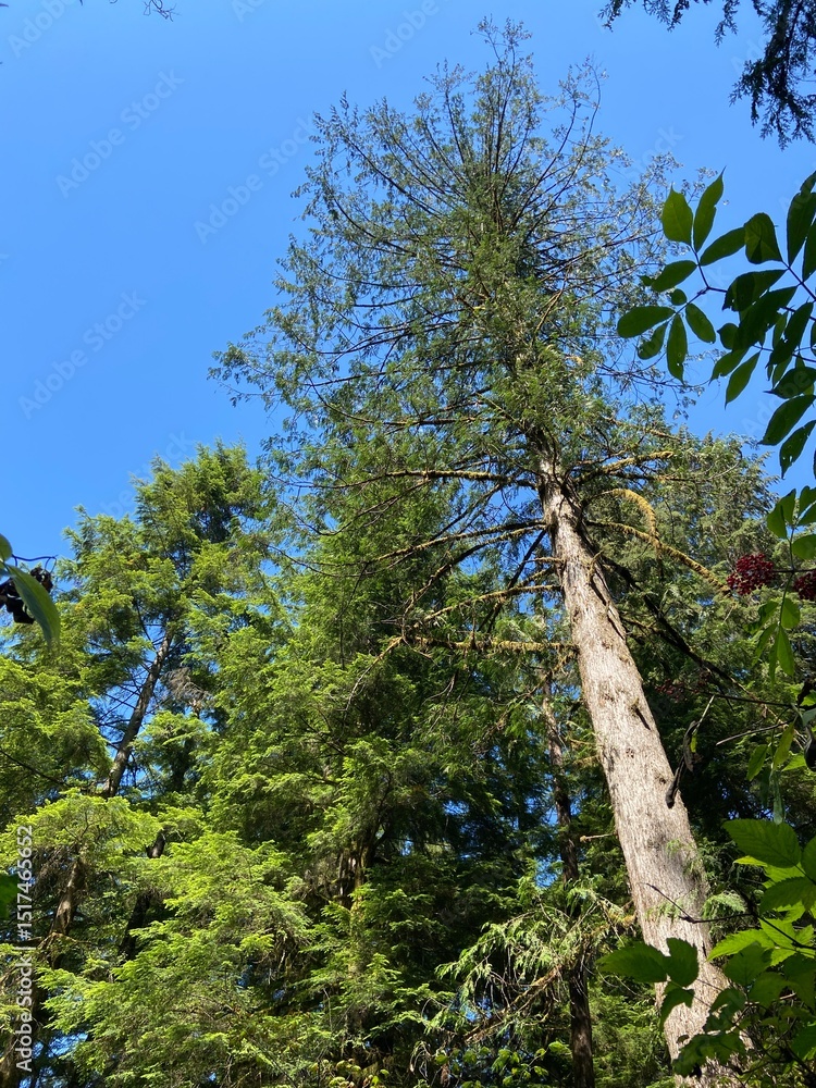 Fototapeta premium pine trees in the forest