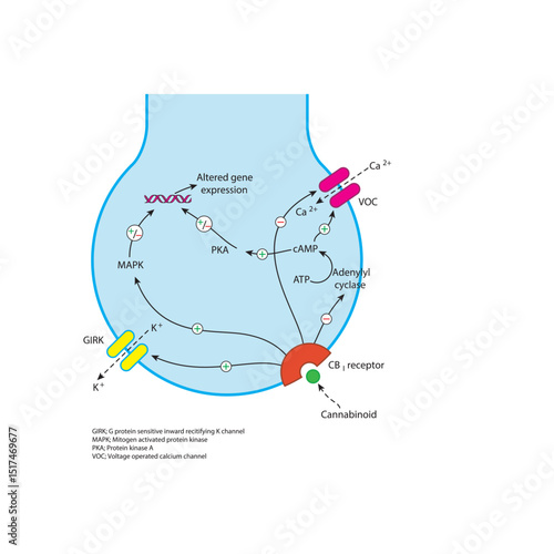 Mechanism of Cannabinoid CB1 Receptor Signaling Pathway in Neurons Showing Inhibition of Neurotransmitter Release, Ion Channel Modulation, and Intracellular Cascade in Synaptic Transmission