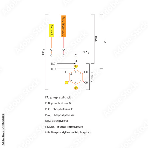 Structure of Phosphatidylinositol Bisphosphate (PIP₂) and Cleavage by Phospholipases PLA₂, PLC, and PLD Producing DAG, IP₃, PA, and Arachidonic Acid 