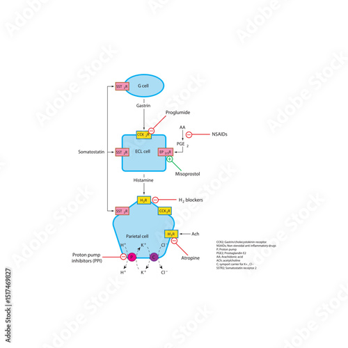 Regulation of Gastric Acid Secretion by Parietal Cells – Schematic Diagram with Drug Action Sites Including PPIs, H2 Blockers, Anticholinergics, Misoprostol, and NSAID Effects