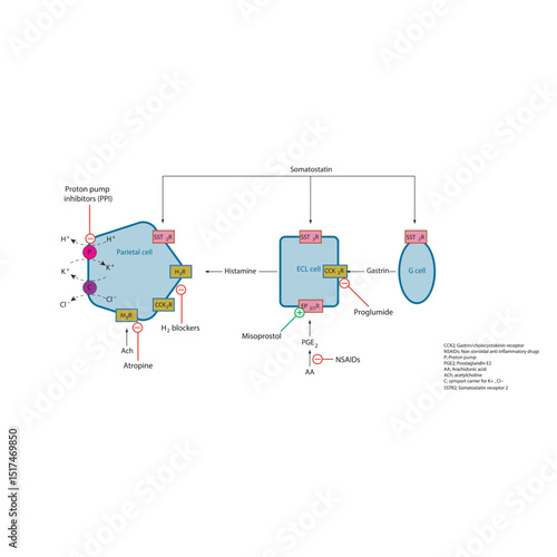 Regulation of Gastric Acid Secretion by Parietal Cells – Schematic Diagram with Drug Action Sites Including PPIs, H2 Blockers, Anticholinergics, Misoprostol, and NSAID Effects
