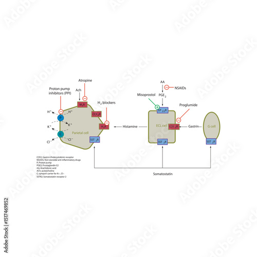 Regulation of Gastric Acid Secretion by Parietal Cells – Schematic Diagram with Drug Action Sites Including PPIs, H2 Blockers, Anticholinergics, Misoprostol, and NSAID Effects