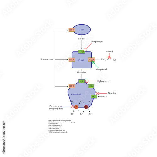 Regulation of Gastric Acid Secretion by Parietal Cells – Schematic Diagram with Drug Action Sites Including PPIs, H2 Blockers, Anticholinergics, Misoprostol, and NSAID Effects