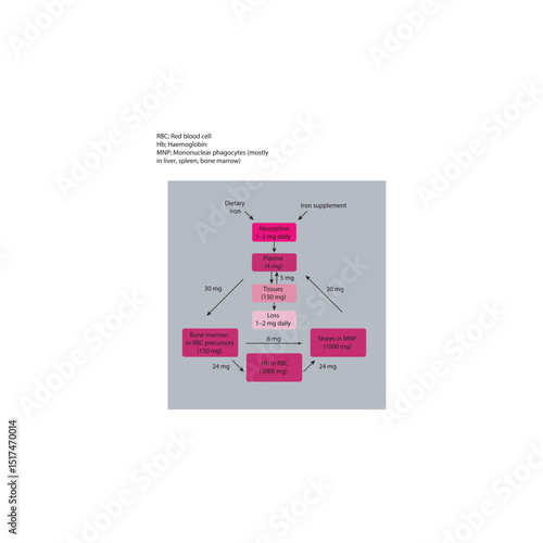Diagram of Iron Distribution and Daily Turnover in the Human Body – Hemoglobin Recycling, Phagocyte Iron Handling, and Iron Flow Between Tissues