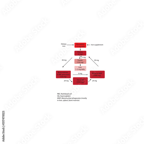 Diagram of Iron Distribution and Daily Turnover in the Human Body – Hemoglobin Recycling, Phagocyte Iron Handling, and Iron Flow Between Tissues