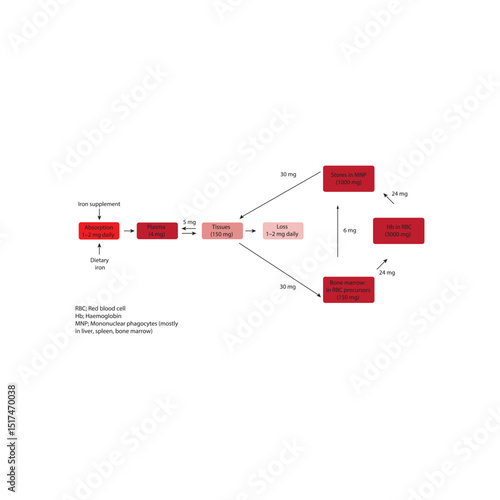 Diagram of Iron Distribution and Daily Turnover in the Human Body – Hemoglobin Recycling, Phagocyte Iron Handling, and Iron Flow Between Tissues