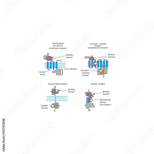 Structural Comparison of Major Receptor Families – Ligand-Gated Ion Channels, G Protein–Coupled Receptors, Kinase-Linked Receptors, and Nuclear Receptors