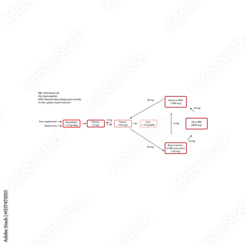 Diagram of Iron Distribution and Daily Turnover in the Human Body – Hemoglobin Recycling, Phagocyte Iron Handling, and Iron Flow Between Tissues