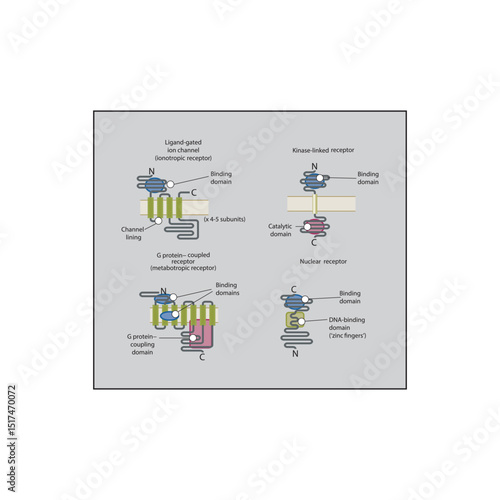 Structural Comparison of Major Receptor Families – Ligand-Gated Ion Channels, G Protein–Coupled Receptors, Kinase-Linked Receptors, and Nuclear Receptors
