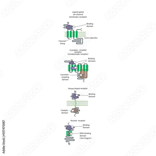 Structural Comparison of Major Receptor Families – Ligand-Gated Ion Channels, G Protein–Coupled Receptors, Kinase-Linked Receptors, and Nuclear Receptors
