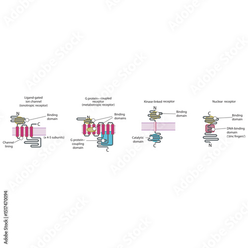 Structural Comparison of Major Receptor Families – Ligand-Gated Ion Channels, G Protein–Coupled Receptors, Kinase-Linked Receptors, and Nuclear Receptors