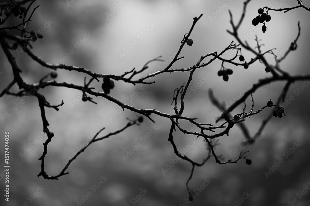 black and white photo of tree branches in a park black and white photo of tree branches in a park