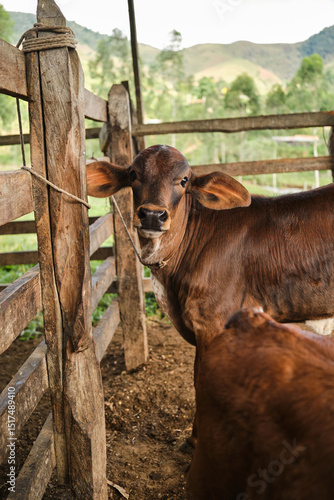 Young calf standing in wooden enclosure on farm