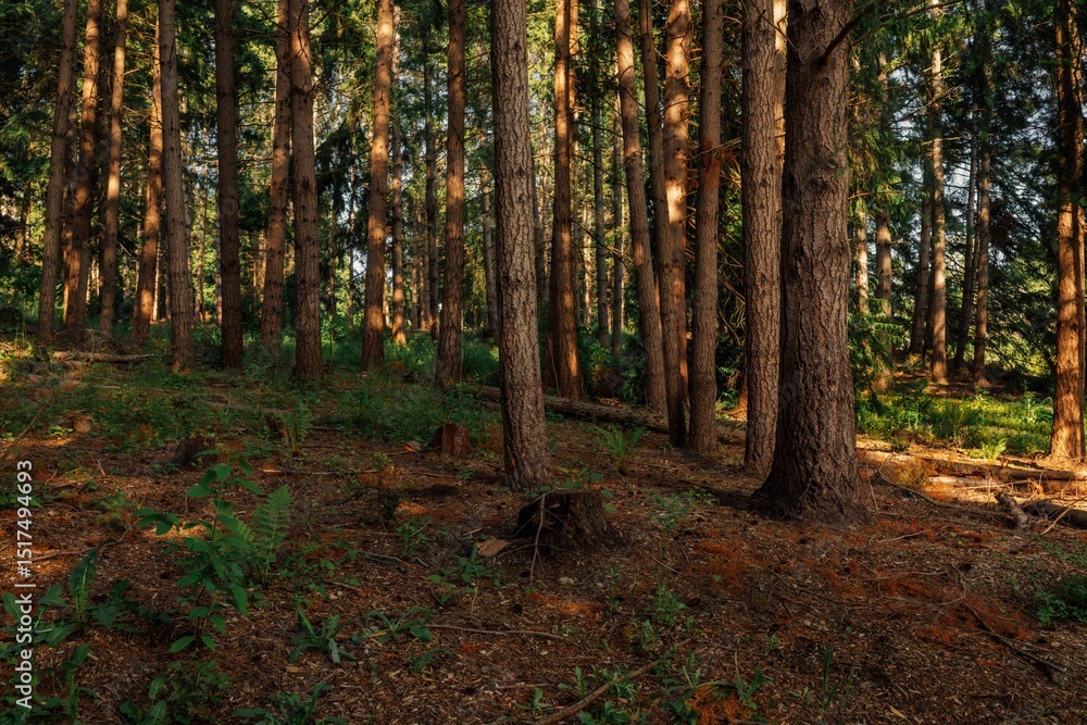 Obraz premium wooded Moritani Preserve on Bainbridge Island, Was