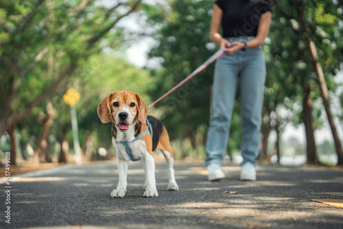 Photography Happy asian woman walking with her beagle dog in sunny morning at dog park – joy