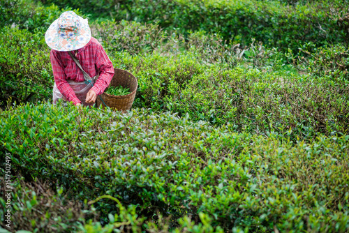 The tea picker is harvesting tea leaves in the morning.