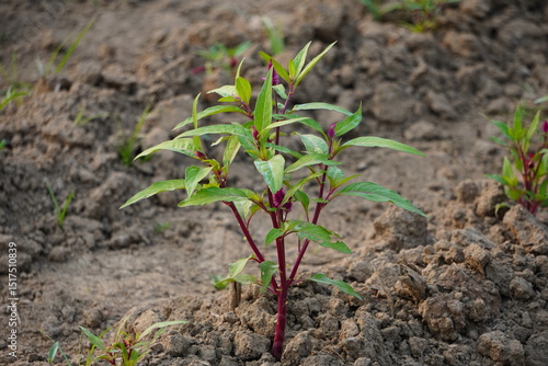 Amaranthus tuberculatus (common waterhemp) or Amaranthus palmeri (Palmer amaranth).