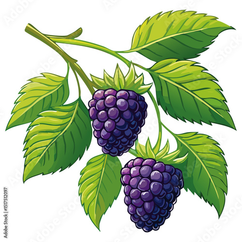 Blackberry branch vector color illustration. Summer berry with leaves on isolated background.