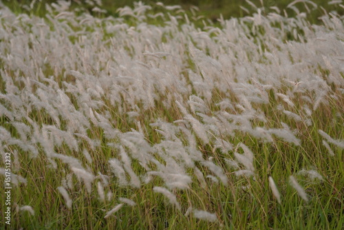 A field of Cogon grass in closeup