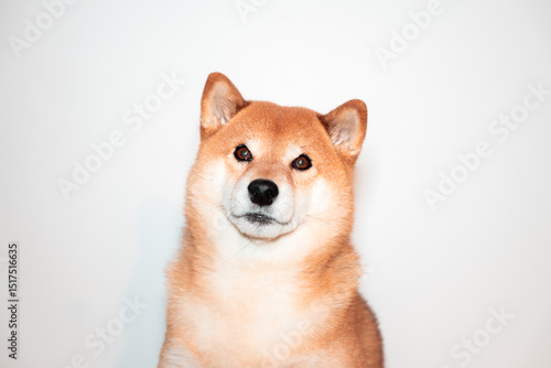 Shiba inu dog portrait