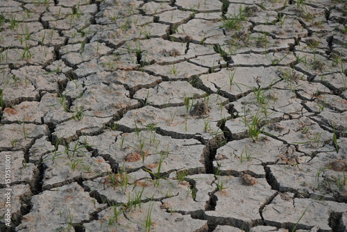 Green Plants Emerging from Cracked Dry Soil in Arid Landscape