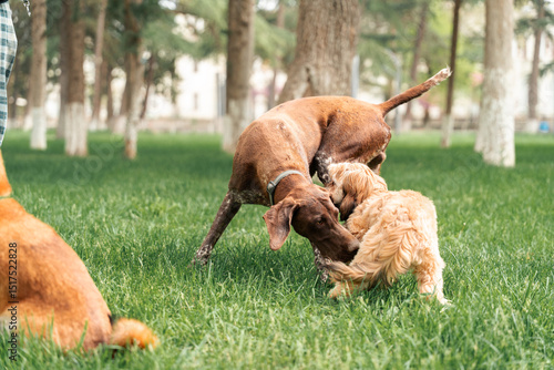 Dogs acquaintance body language