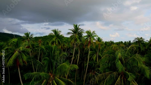 Wallpaper Mural  Palm Trees Tropical in the Garden field with country road ,Travel concept. Torontodigital.ca